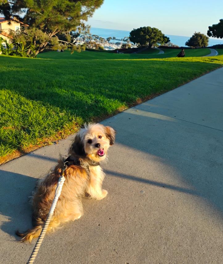 Enlarge Cleo , an adopted Shih Tzu in Los Angeles, CA image 4/4