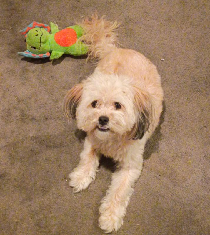 Enlarge Cleo , an adopted Shih Tzu in Los Angeles, CA image 2/4