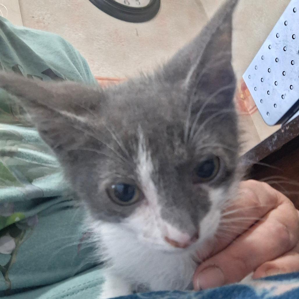 Dexter, Adoptable, Young Male Domestic Short Hair.