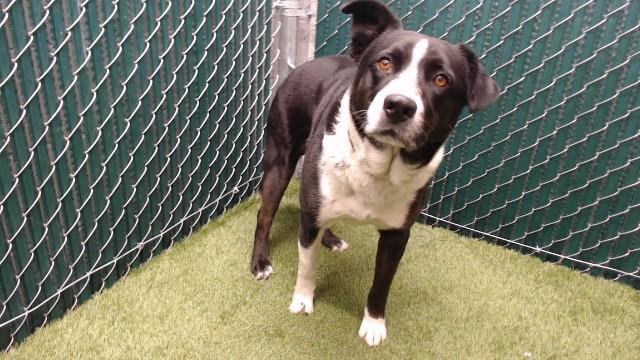 CHARLIE, Adoptable, Adult Male Border Collie & German Shepherd Dog.