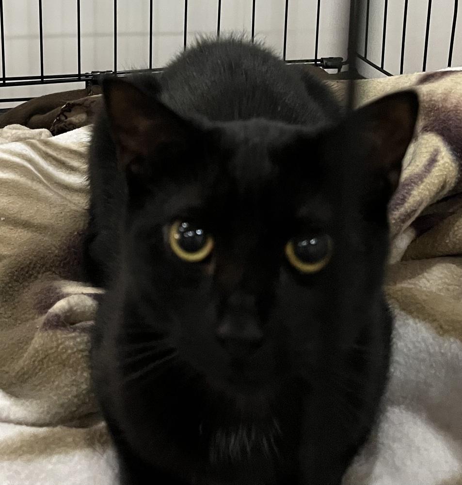 Maeve, a Adoptable Domestic Short Hair in Duxbury, MA image 1/3