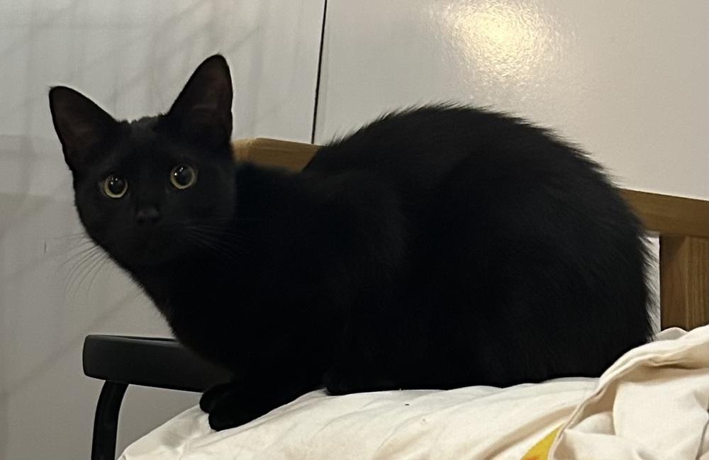 Maeve, a Adoptable Domestic Short Hair in Duxbury, MA image 2/3