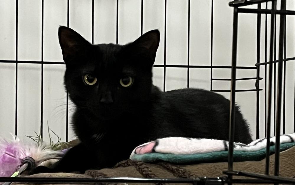 Maeve, a Adoptable Domestic Short Hair in Duxbury, MA image 3/3