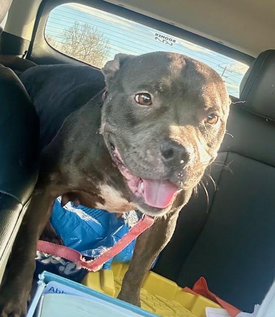 Prada, an adopted mixed breed in Piedmont, OK image 4/4