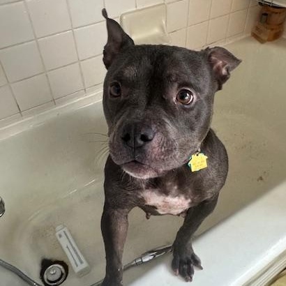 Prada, an adopted mixed breed in Piedmont, OK image 1/4