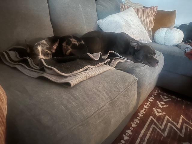 Prada, an adopted mixed breed in Piedmont, OK image 3/4