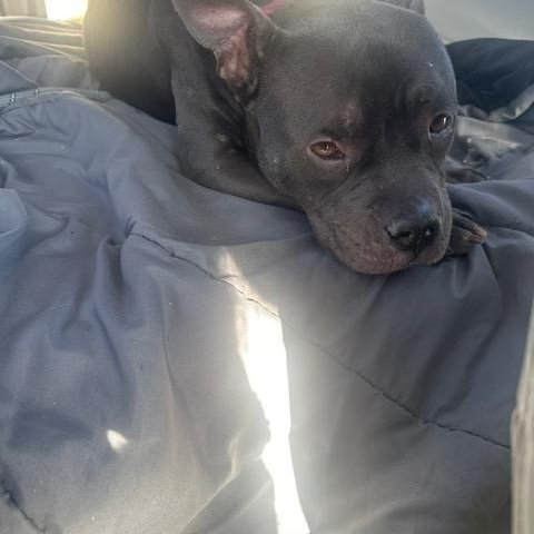 Prada, an adopted mixed breed in Piedmont, OK image 2/4