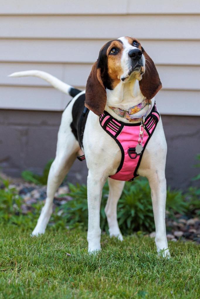 Enlarge Mrs. Beasley, a Adoptable Treeing Walker Coonhound in Savage, MN image 4/5