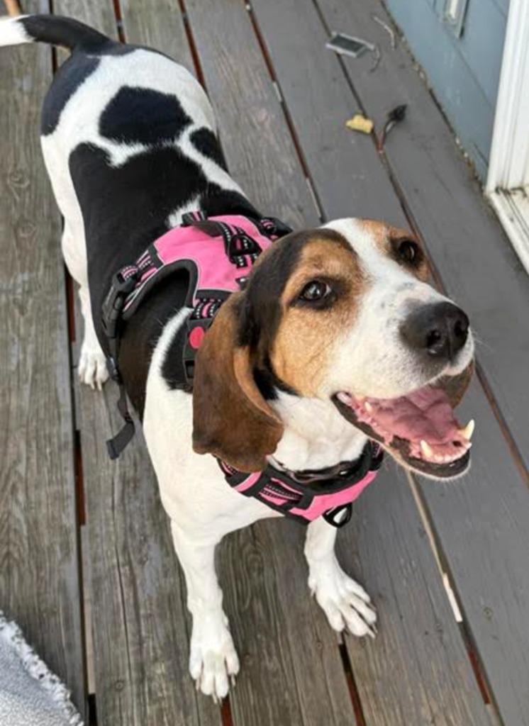 Enlarge Mrs. Beasley, a Adoptable Treeing Walker Coonhound in Savage, MN image 1/5