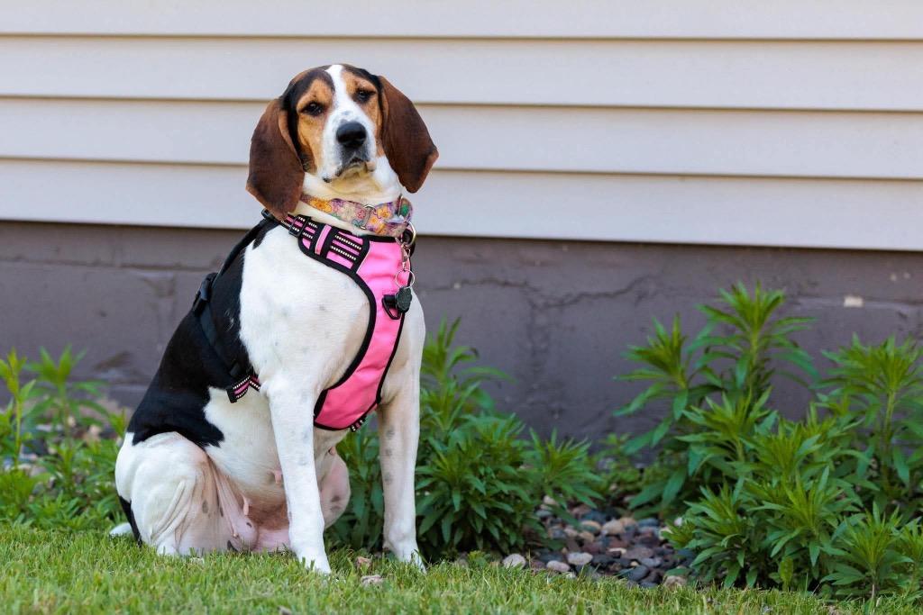 Enlarge Mrs. Beasley, a Adoptable Treeing Walker Coonhound in Savage, MN image 5/5
