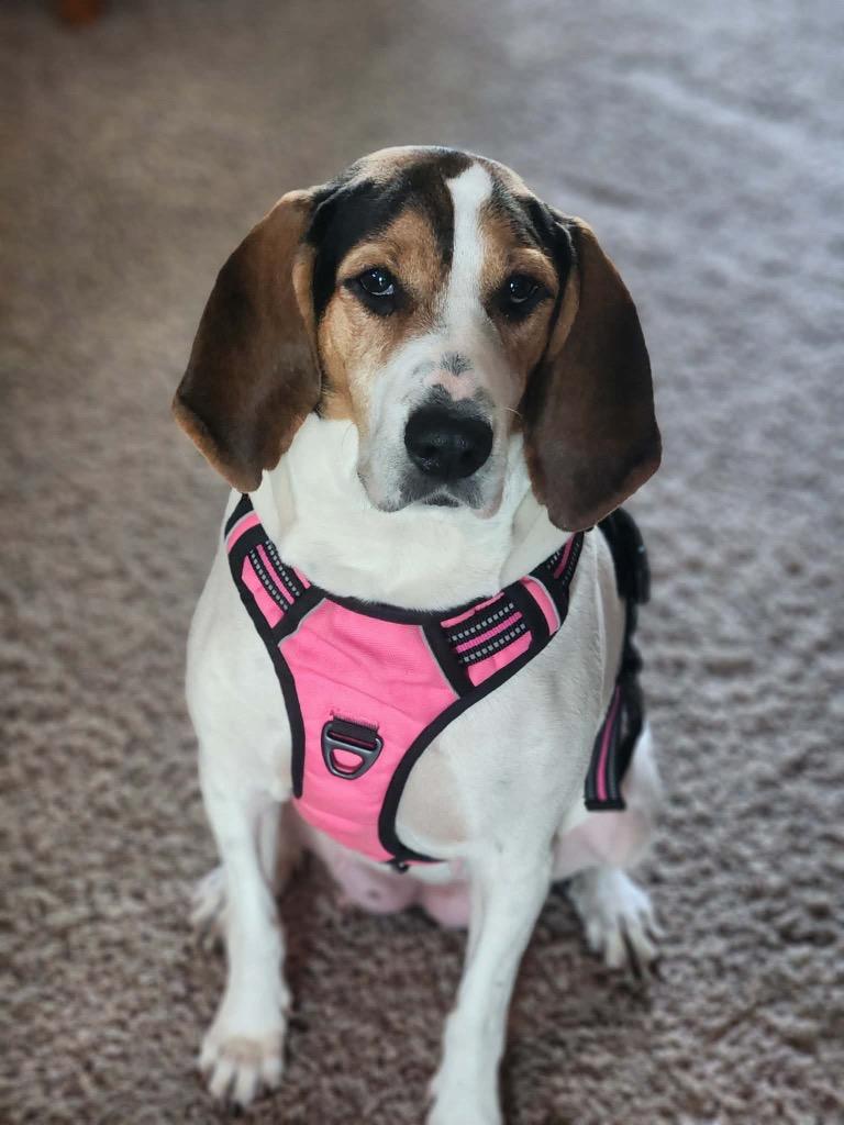 Enlarge Mrs. Beasley, a Adoptable Treeing Walker Coonhound in Savage, MN image 2/5