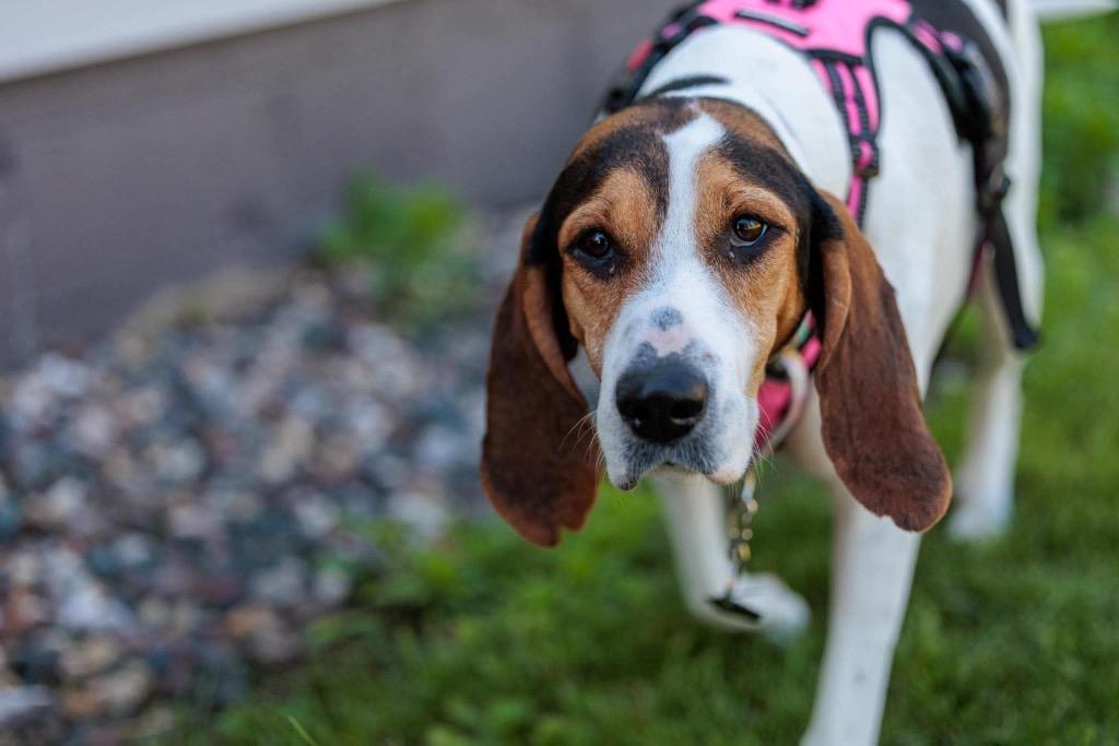 Mrs. Beasley, Adoptable, Adult Female Treeing Walker Coonhound.