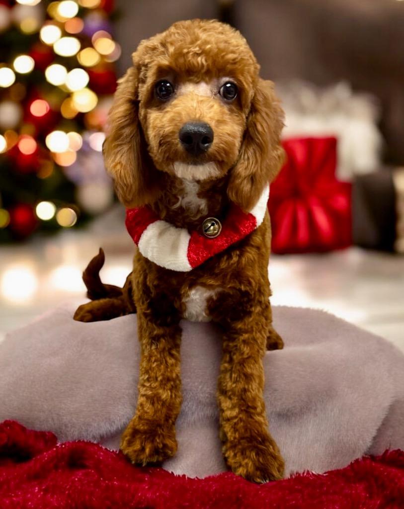 Tucker Mo Puppy! thumbnail 2