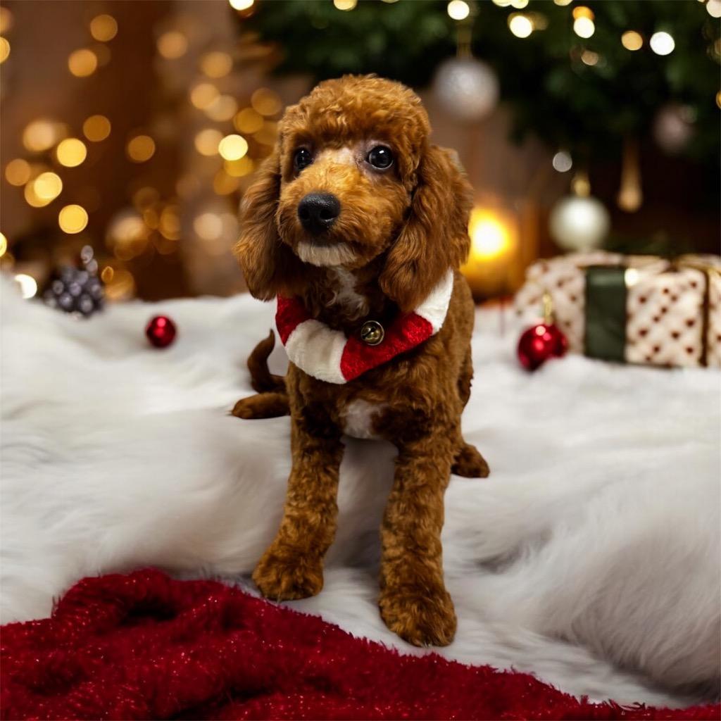 Tucker Mo Puppy! thumbnail 3