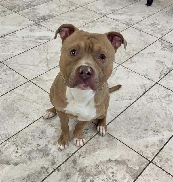 DUKE, Adoptable, Young Male American Staffordshire Terrier & Mixed Breed.