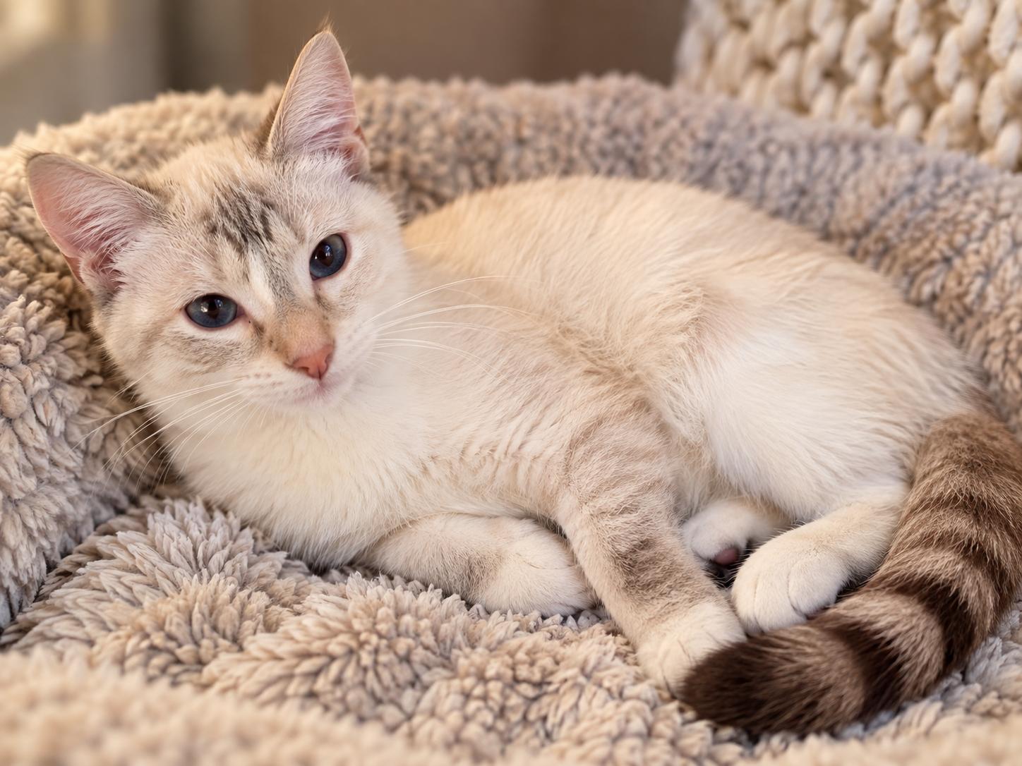 Chicken, Adoptable, Adult Female Domestic Short Hair & Siamese.