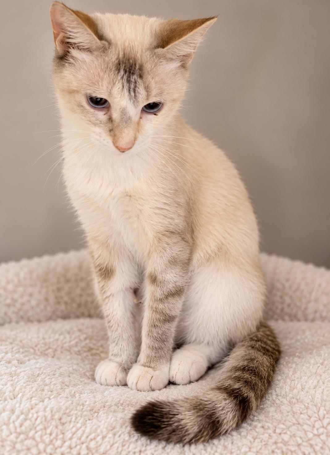 Enlarge Chicken, a Adoptable mixed breed in Pineville, LA image 2/2