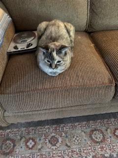 Jasmine, Adoptable, Senior Female Calico.