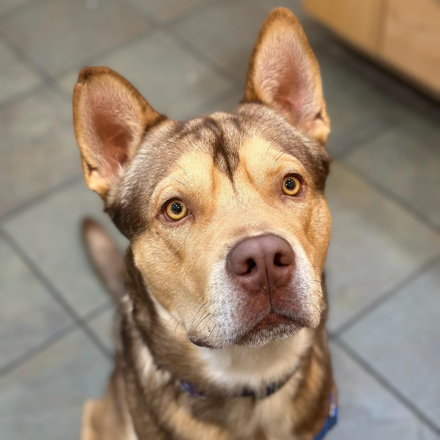 Lenny, ADOPTABLE, Young Male Husky.