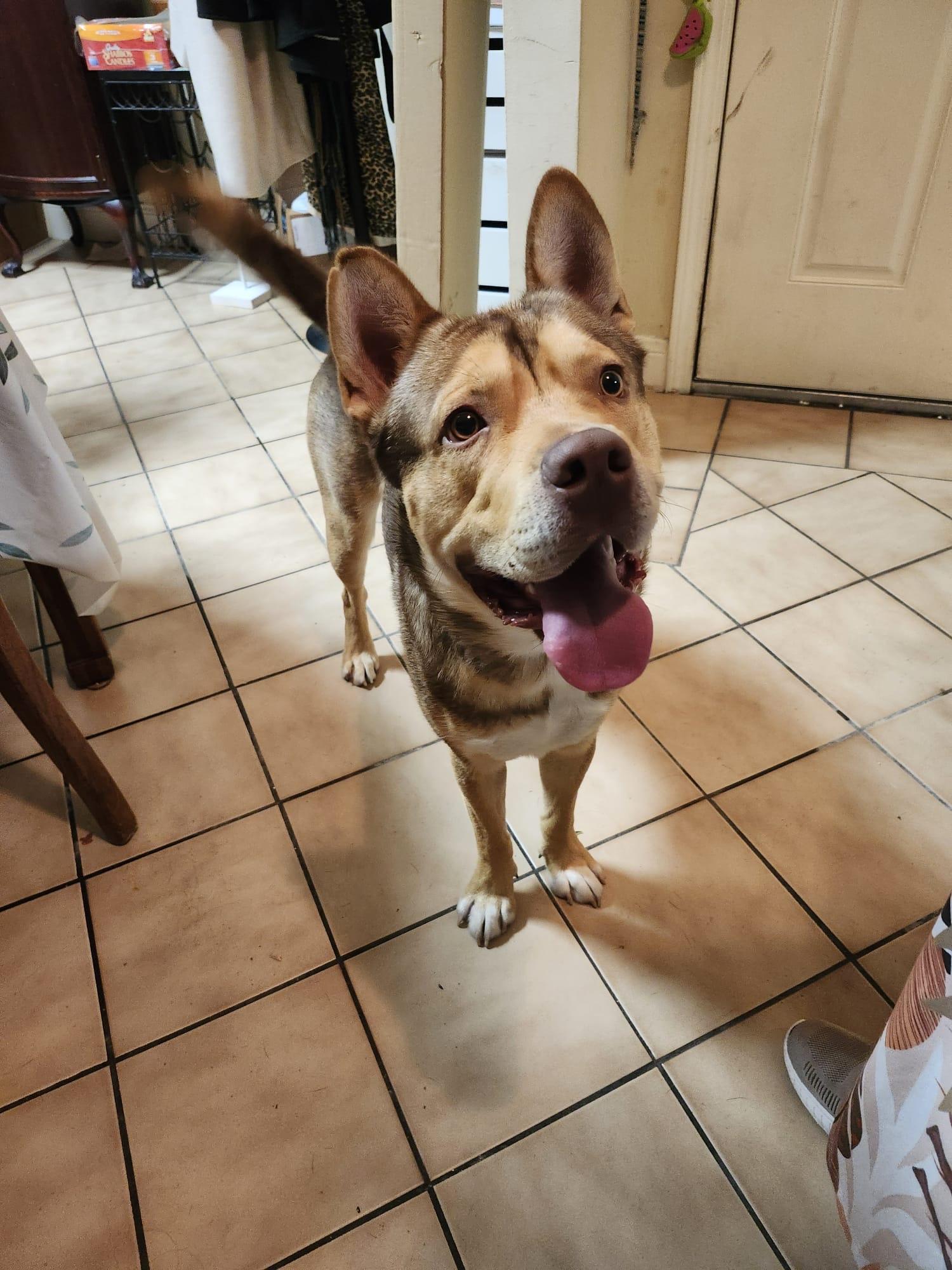 Lenny, a ADOPTABLE mixed breed in Houston, TX image 3/3