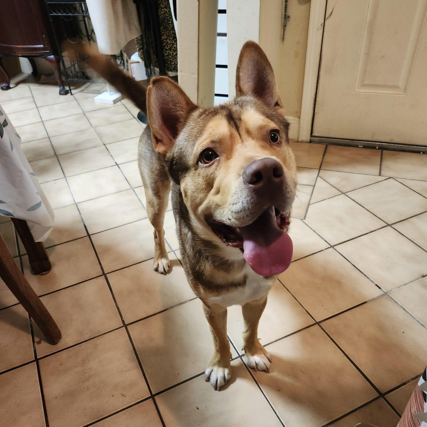 Enlarge Lenny, a ADOPTABLE mixed breed in Houston, TX image 3/4