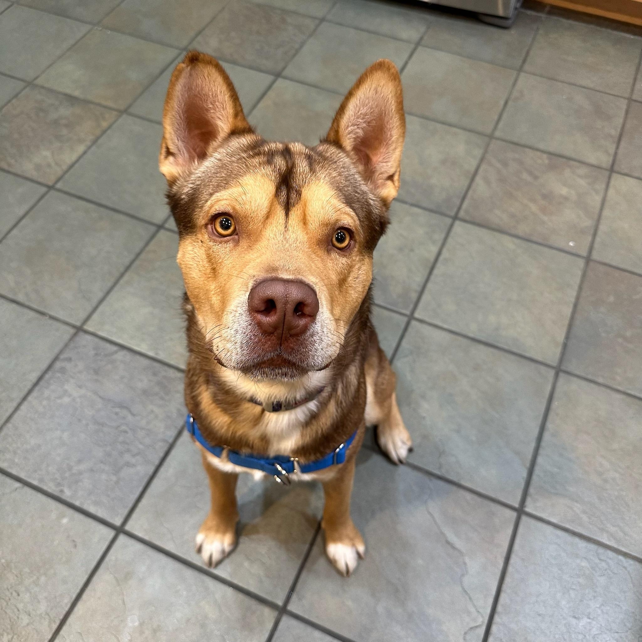 Lenny, a ADOPTABLE mixed breed in Houston, TX image 2/3