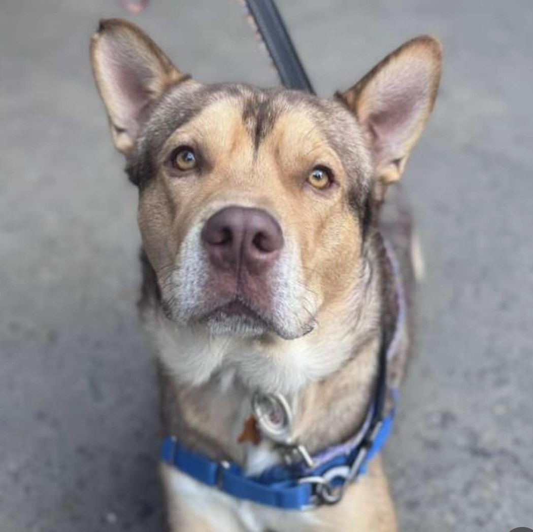 Enlarge Lenny, a ADOPTABLE mixed breed in Houston, TX image 4/4