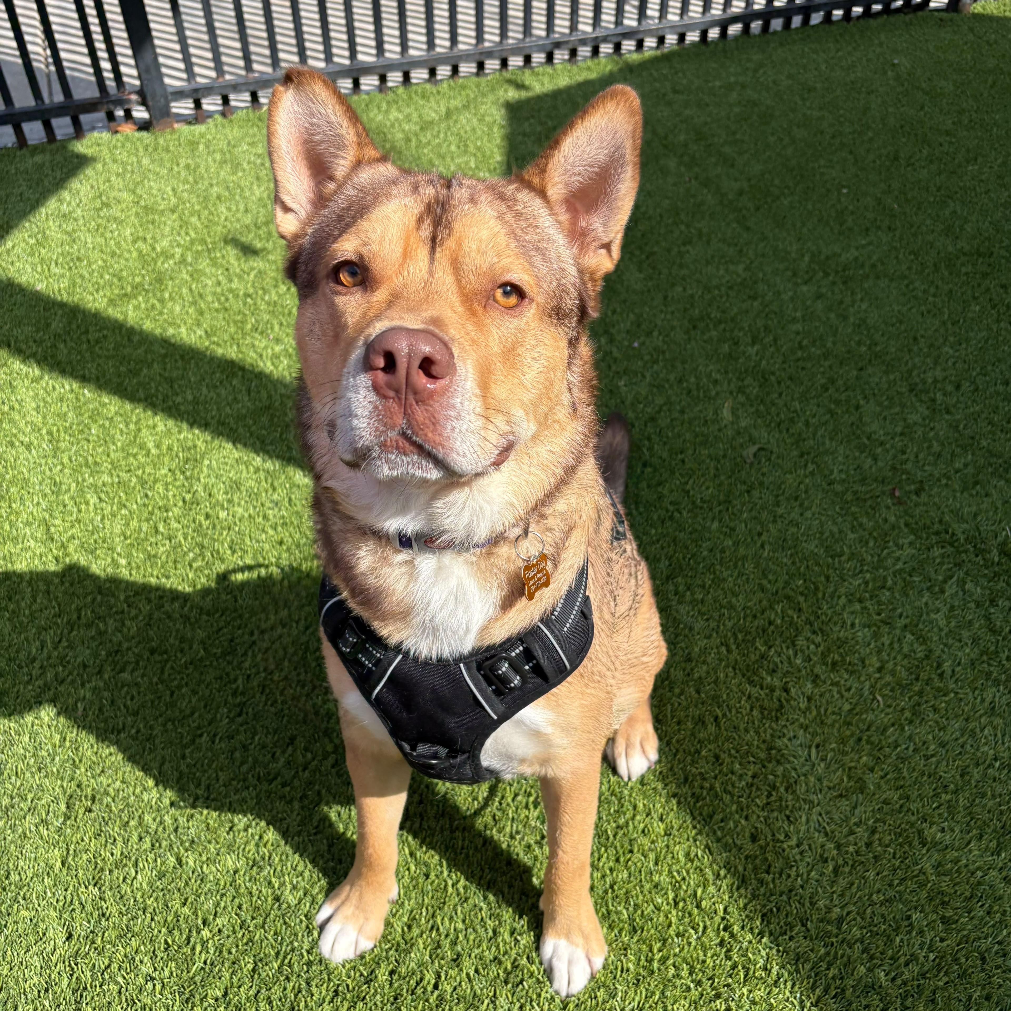 Lenny, a ADOPTABLE mixed breed in Houston, TX image 5/5