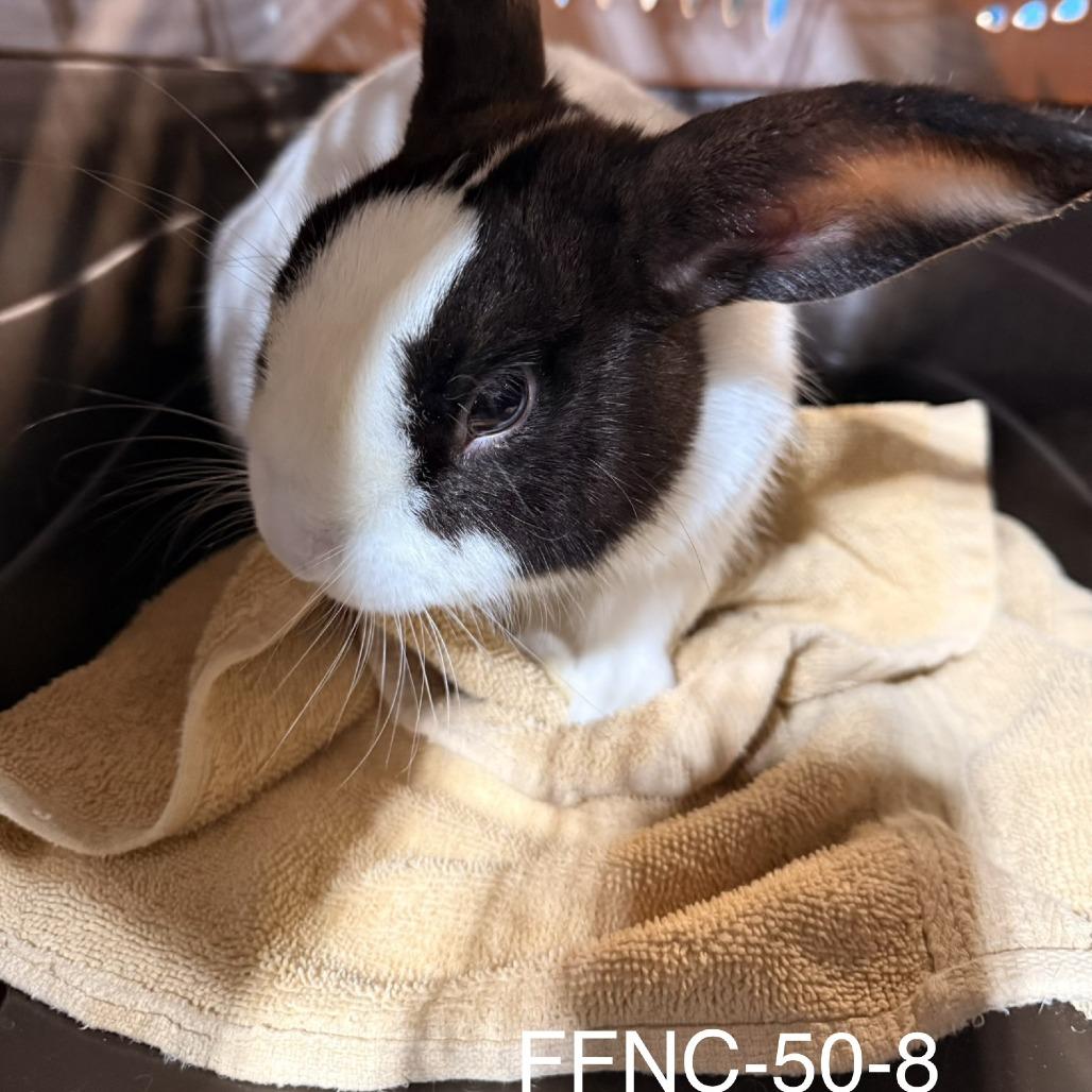 Oreo, Adoptable, Young Male Dutch.