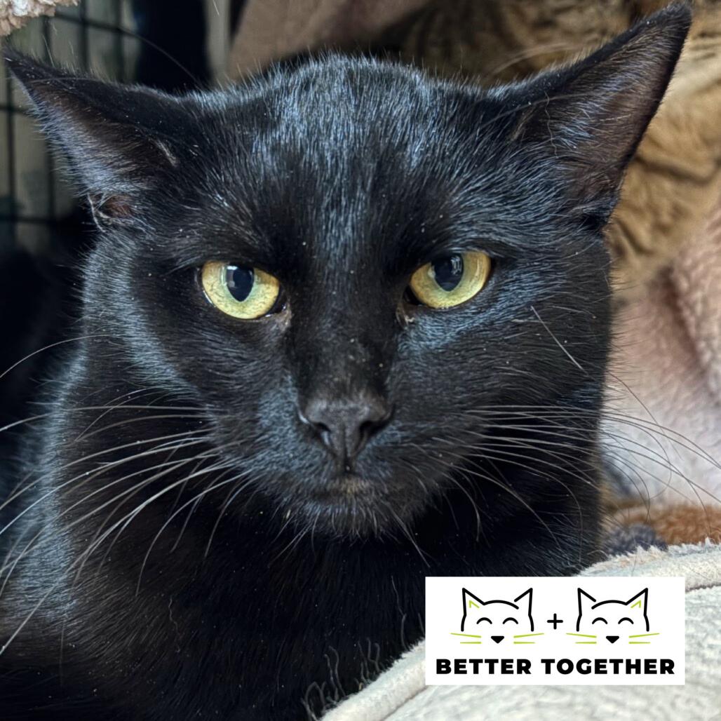 Perry the Platypus, Adoptable, Young Male Domestic Short Hair.