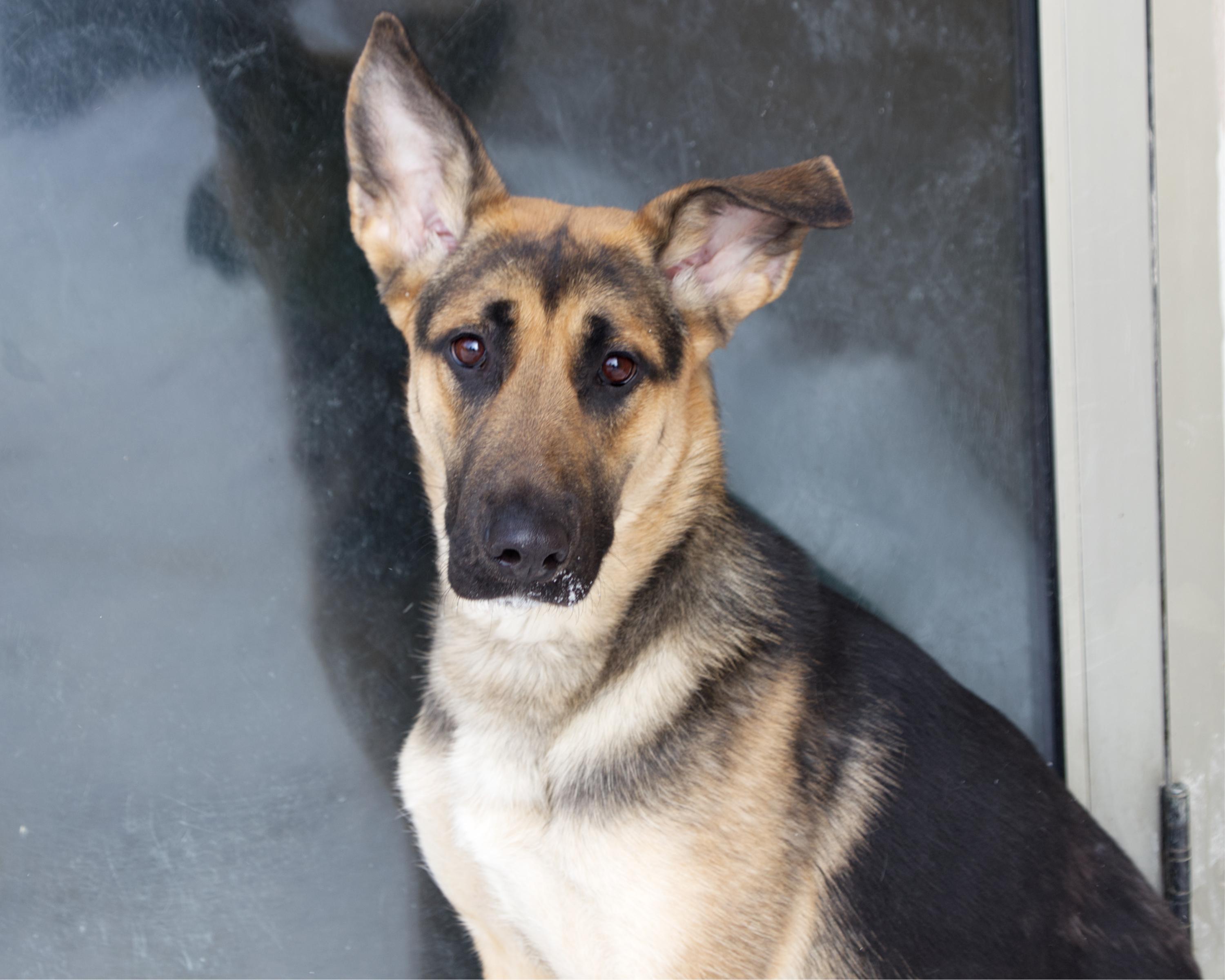 Enlarge Breanna, an adoptable mixed breed in Winnipeg, MB image 1/3