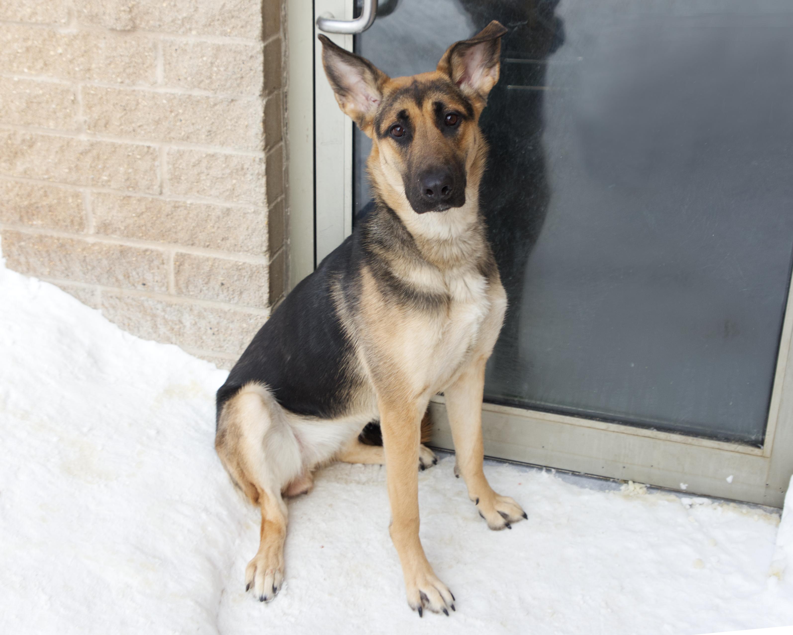 Enlarge Breanna, an adoptable mixed breed in Winnipeg, MB image 3/3