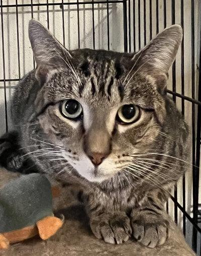 Apollo, a Adoptable mixed breed in Peapack, NJ image 3/6