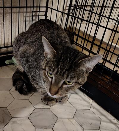 Sam, Adoptable, Adult Male Tabby & Domestic Short Hair.