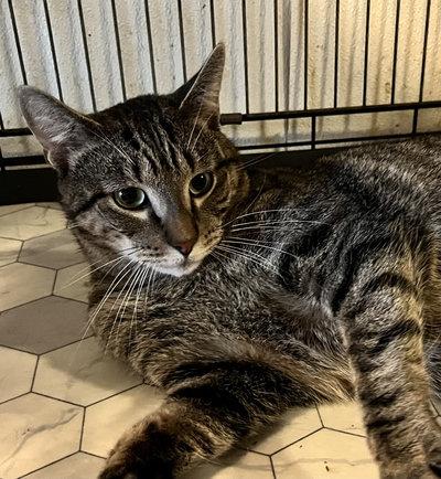 Apollo, a Adoptable mixed breed in Peapack, NJ image 2/6