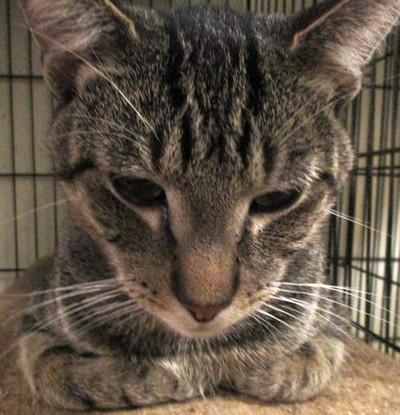 Enlarge Sam, a Adoptable mixed breed in Peapack, NJ image 2/3