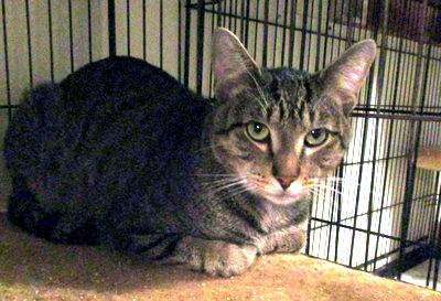 Enlarge Sam, a Adoptable mixed breed in Peapack, NJ image 3/3