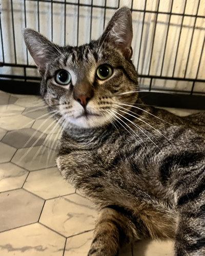 Billy, Adoptable, Young Male Tabby & Domestic Short Hair.