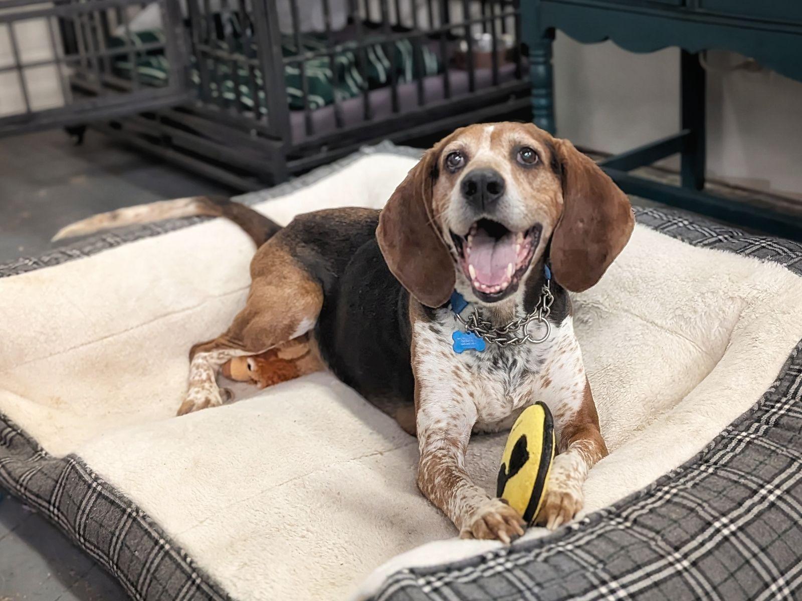 Enlarge Boone, a Adoptable Treeing Walker Coonhound in TULSA, OK image 1/6