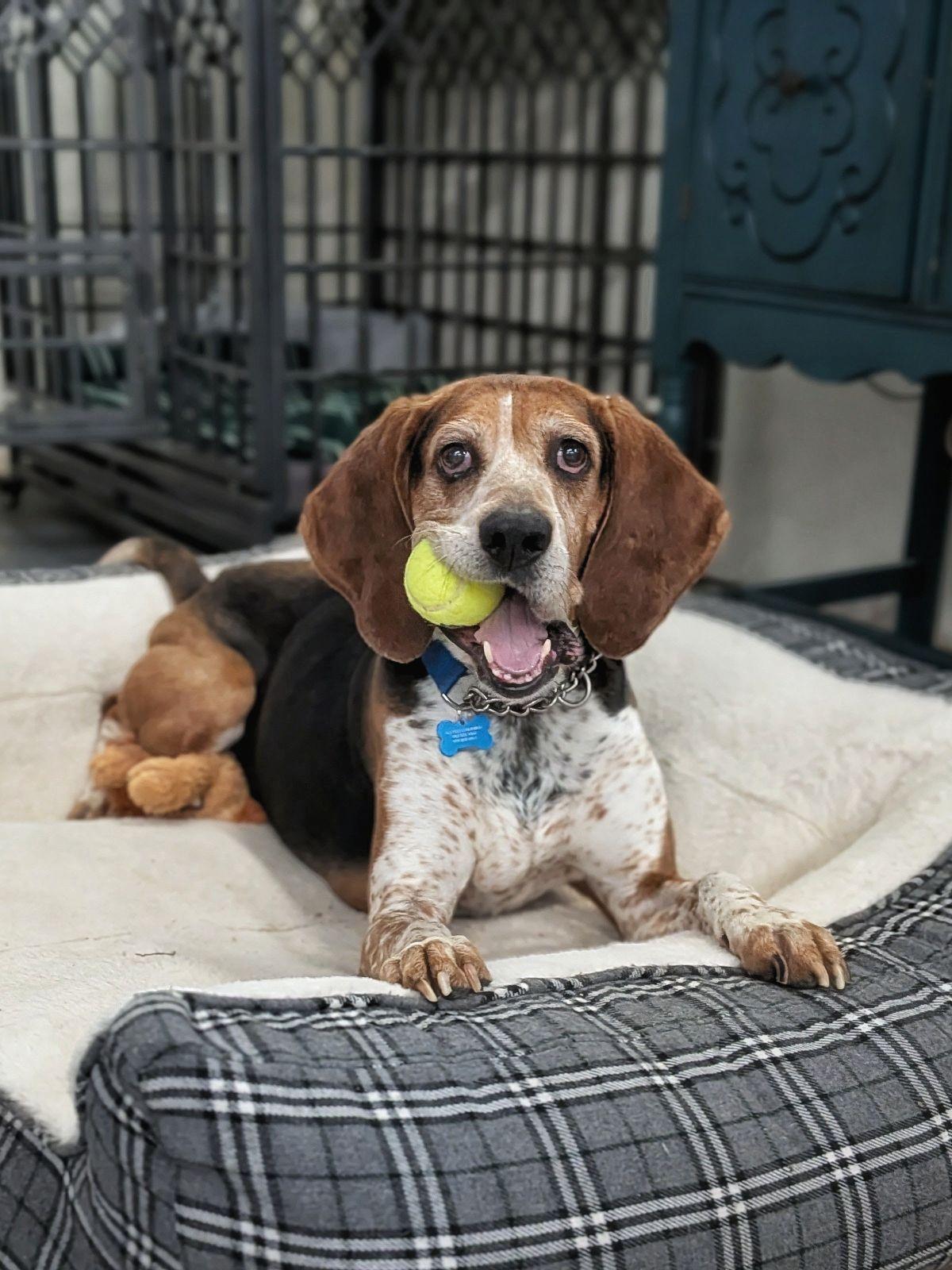 Enlarge Boone, a Adoptable Treeing Walker Coonhound in TULSA, OK image 2/6