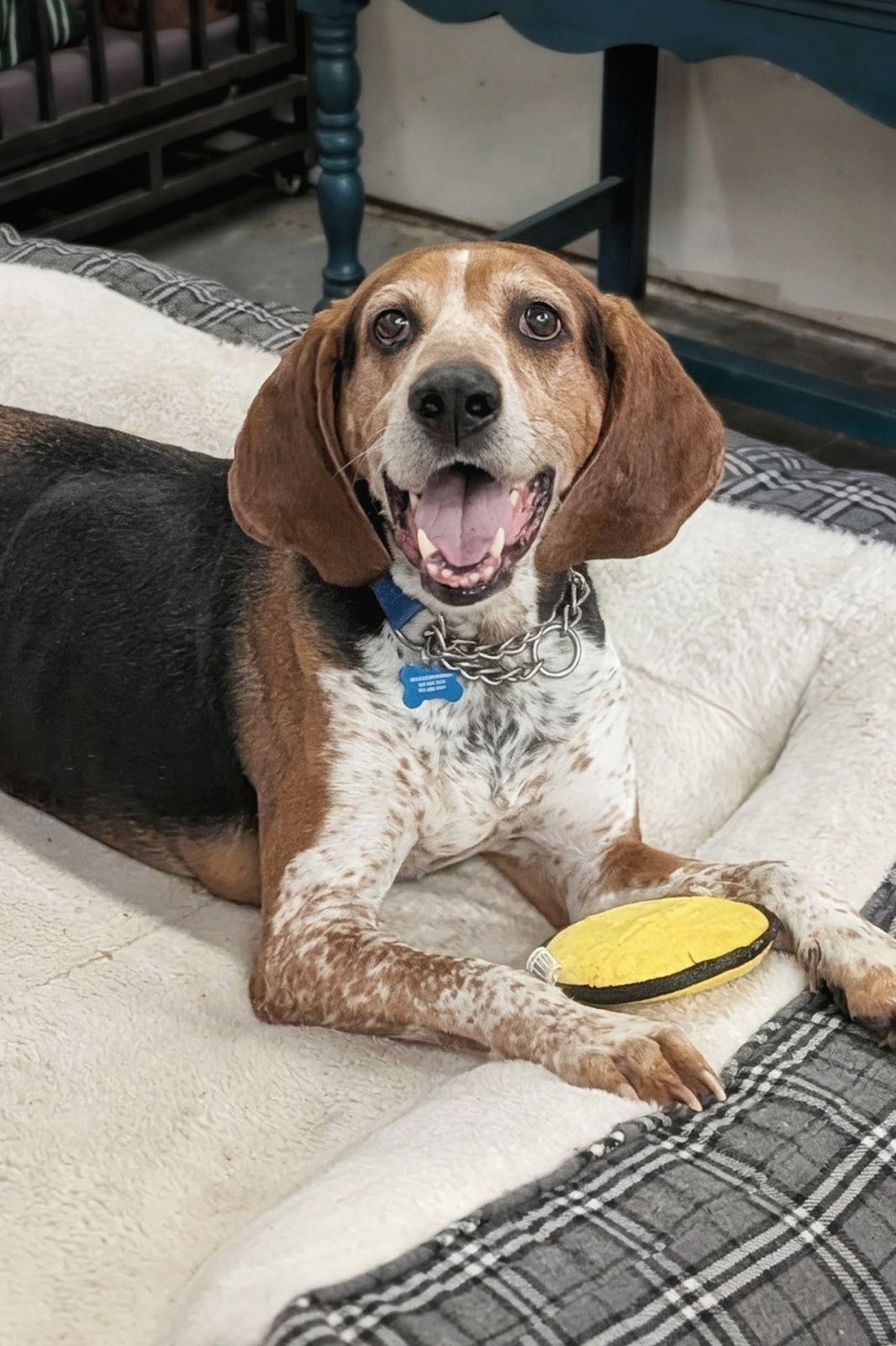 Enlarge Boone, a Adoptable Treeing Walker Coonhound in TULSA, OK image 3/6
