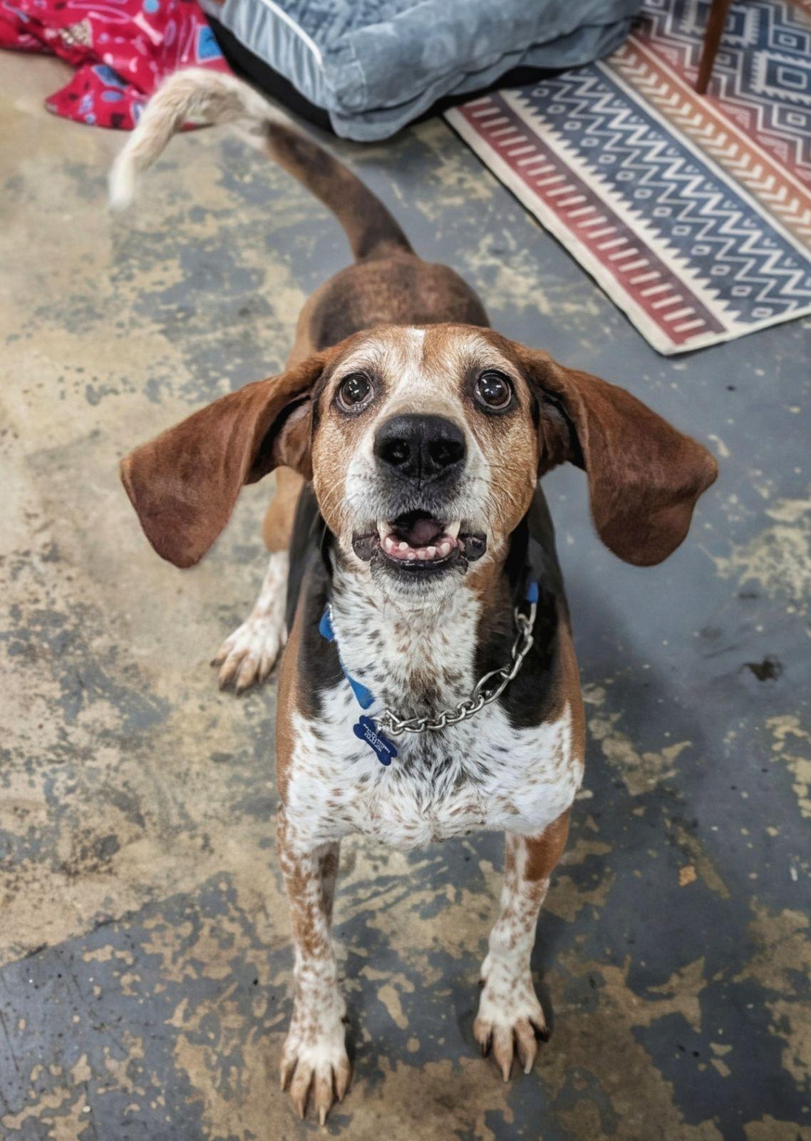 Enlarge Boone, a Adoptable Treeing Walker Coonhound in TULSA, OK image 4/6