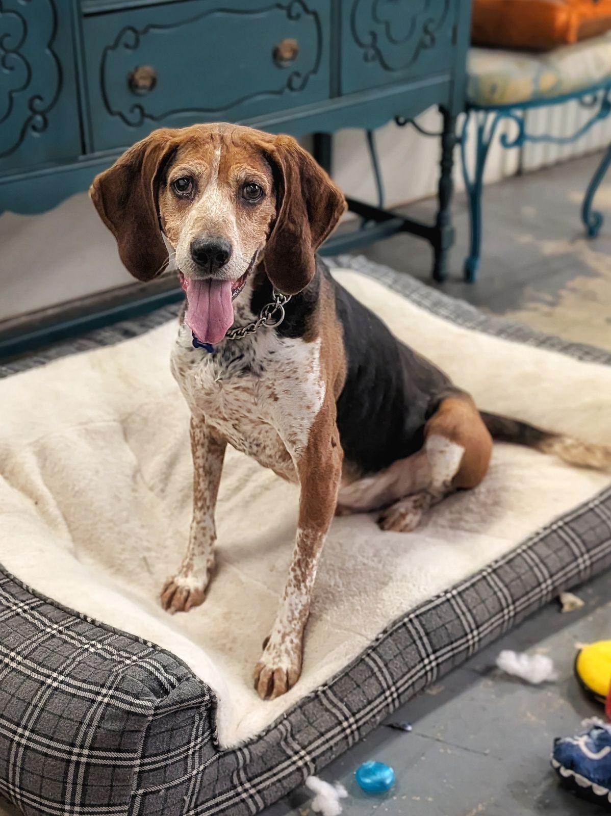 Enlarge Boone, a Adoptable Treeing Walker Coonhound in TULSA, OK image 5/6