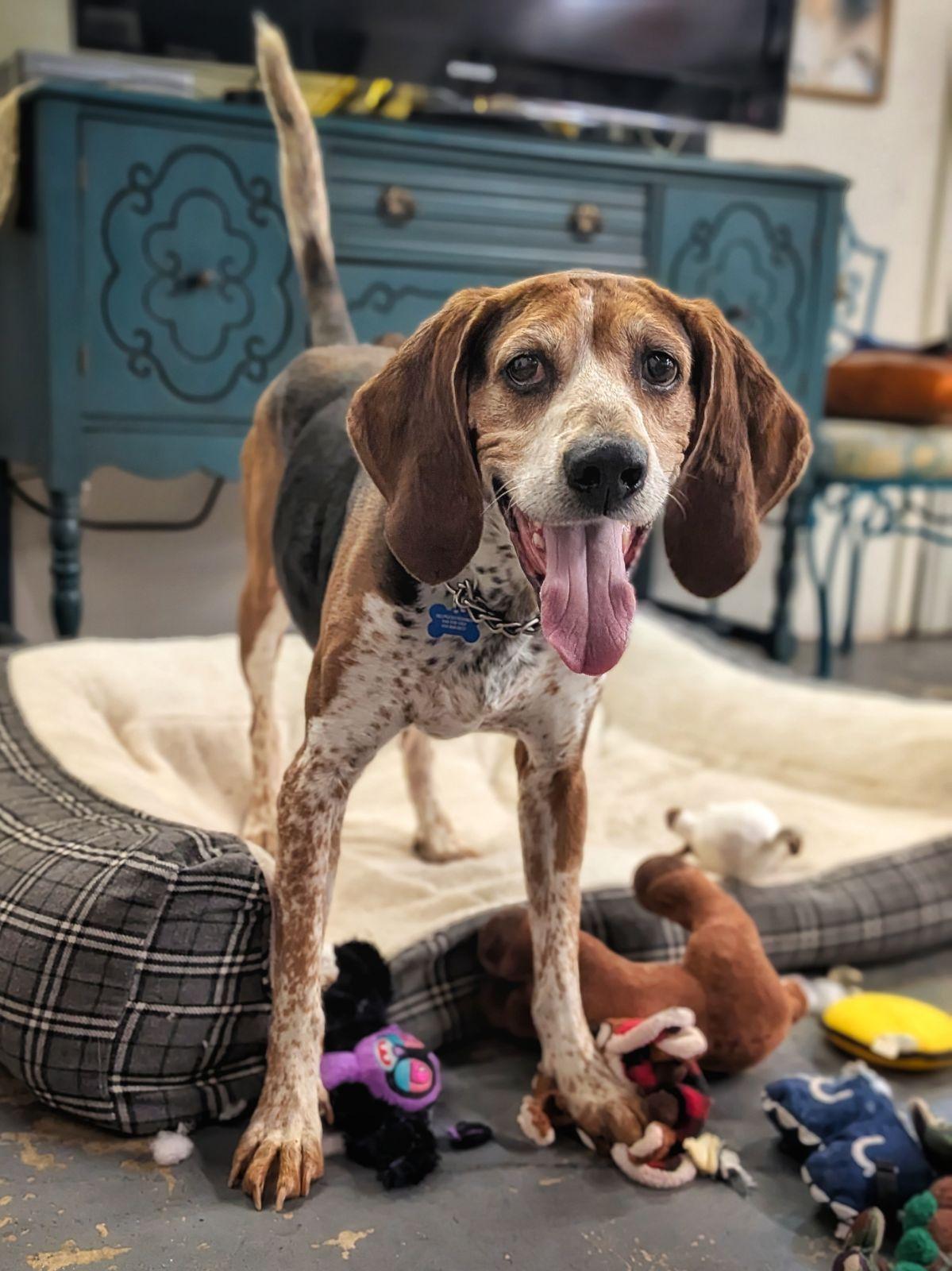 Enlarge Boone, a Adoptable Treeing Walker Coonhound in TULSA, OK image 6/6