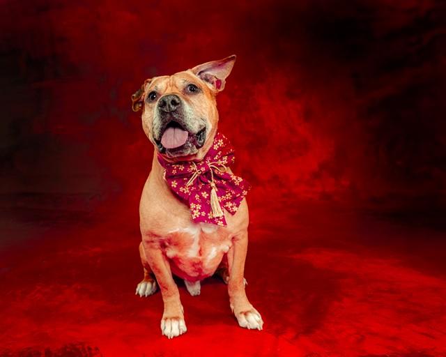 Enlarge CASHMERE, a Adoptable mixed breed in San Jose, CA image 1/1