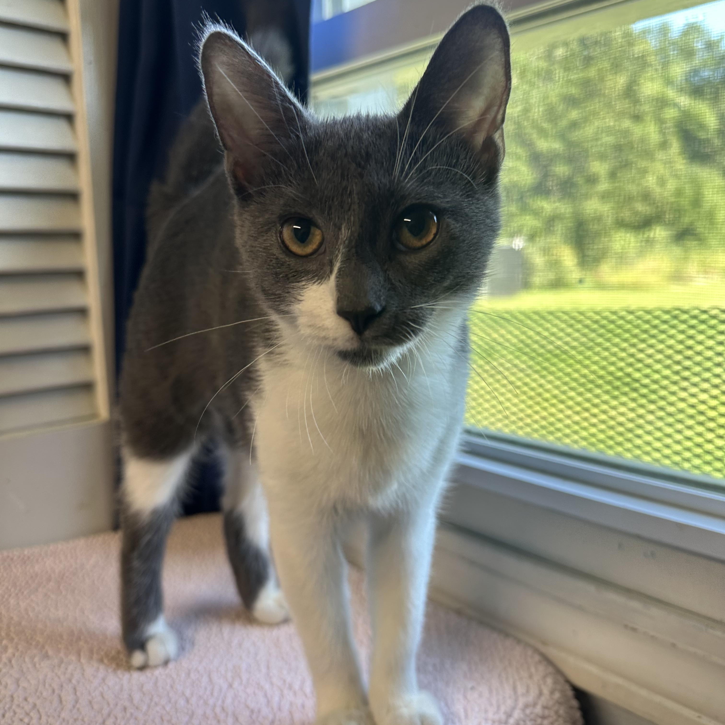 Enlarge Phoebe, a Adoptable Domestic Short Hair in Exeter, RI image 2/4