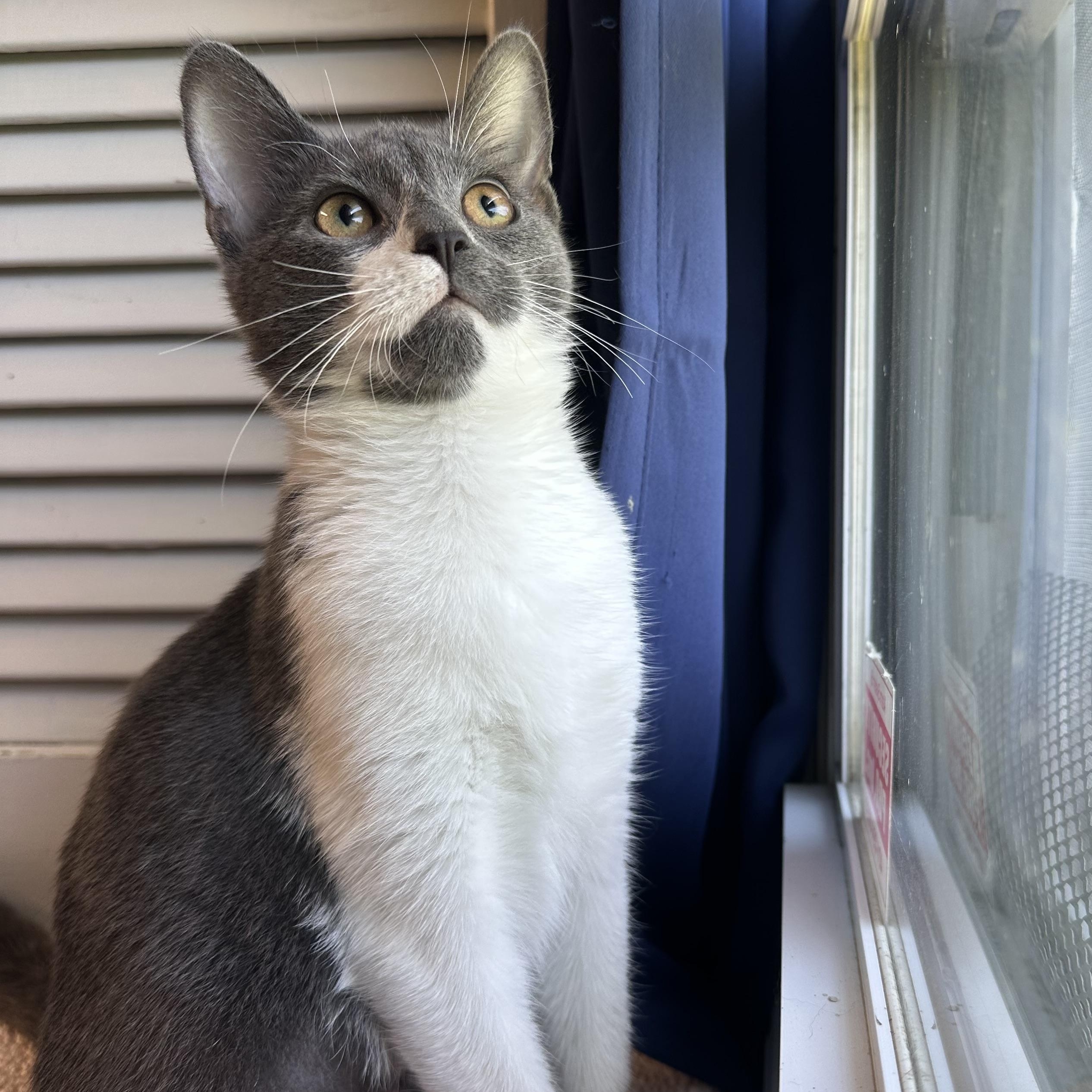 Enlarge Phoebe, a Adoptable Domestic Short Hair in Exeter, RI image 3/4