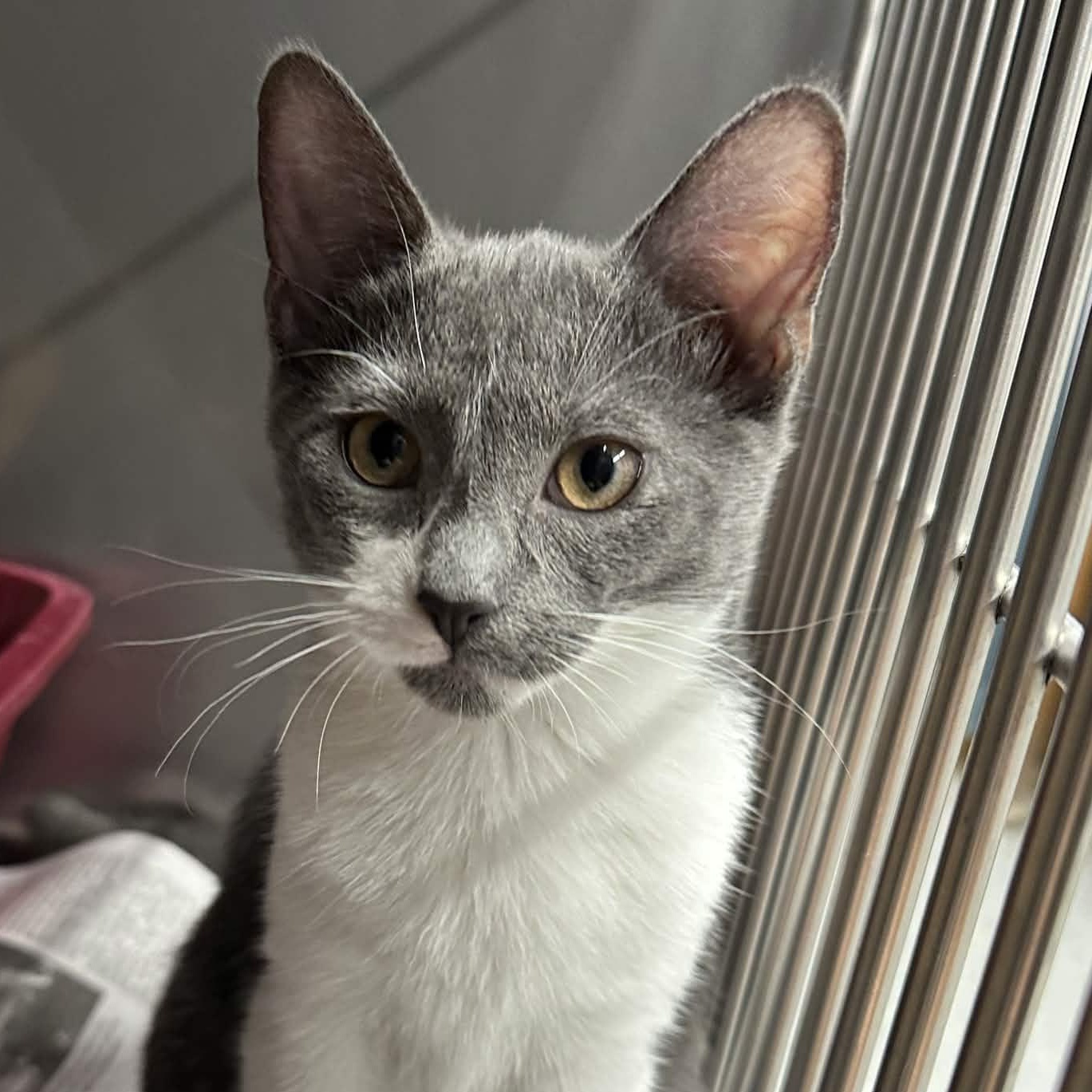 Phoebe, Adoptable, Kitten Female Domestic Short Hair.
