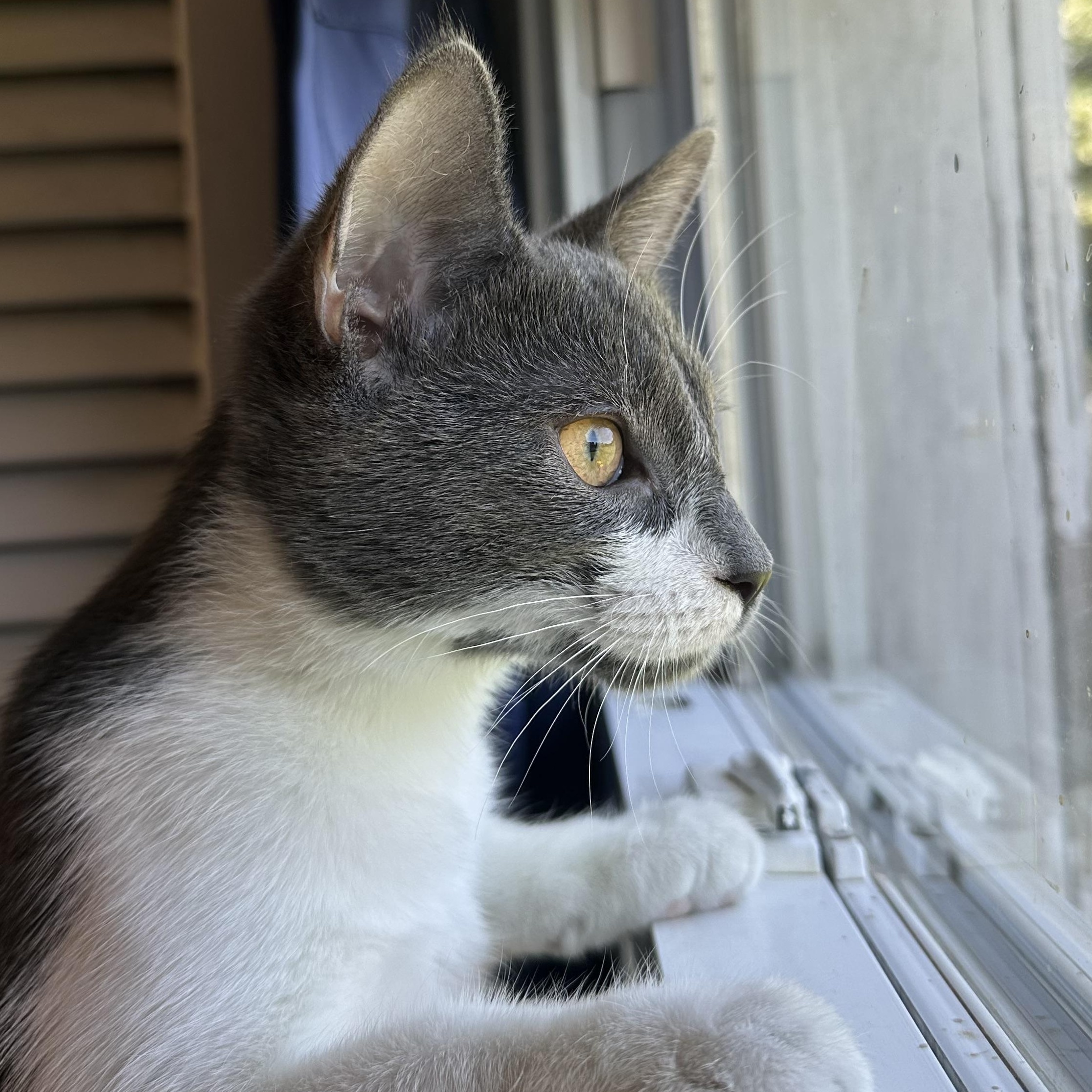 Enlarge Phoebe, a Adoptable Domestic Short Hair in Exeter, RI image 4/4