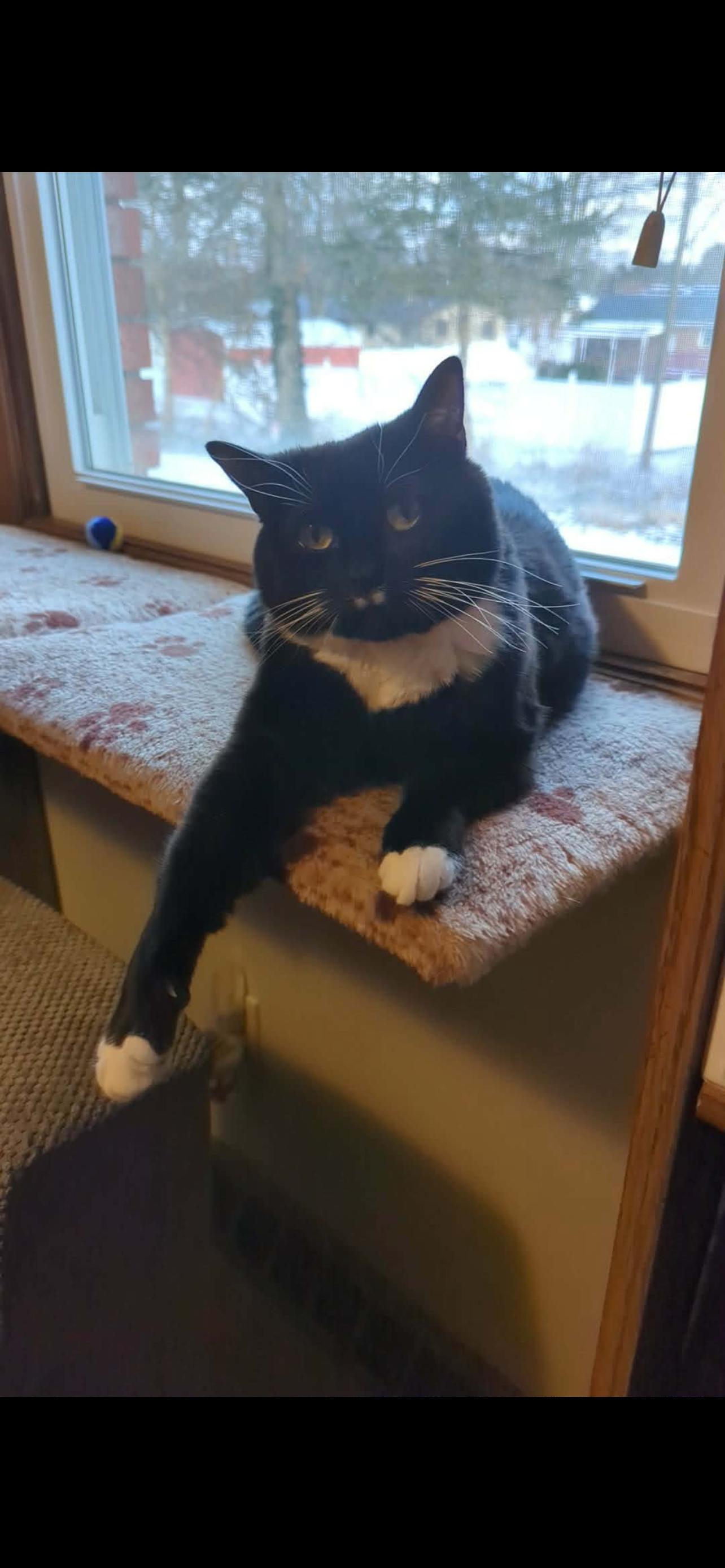 Rosie Posie, ADOPTABLE, Adult Female Tuxedo.